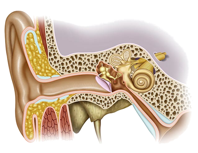 Diagram of Ear